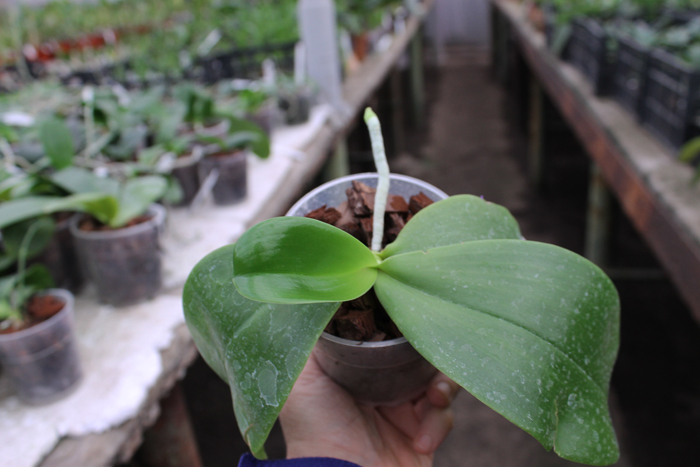 Phalaenopsis Coral Isles x Princess Kaiulani 'TH'.jpg