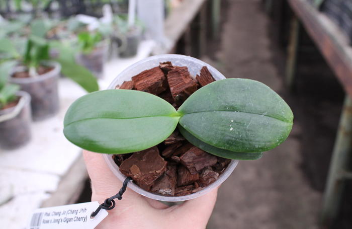Phalaenopsis Chang Jo (Chang Jhih Rose x Jong's Gigan Cherry).jpg