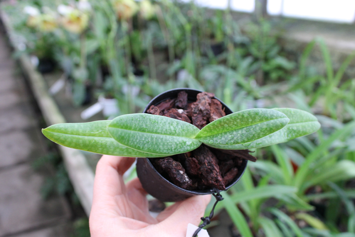 Paphiopedilum godefroyae var angthong x stonei.jpg