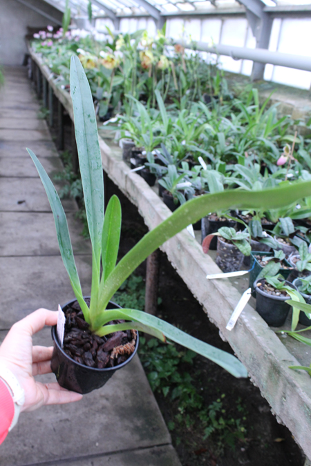 Paphiopedilum Berenice (lowii x philippinense).jpg