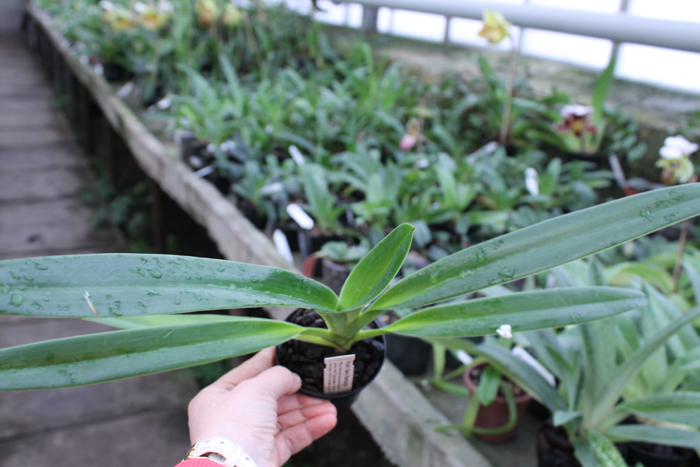 Paphiopedilum Gary Romagna.jpg