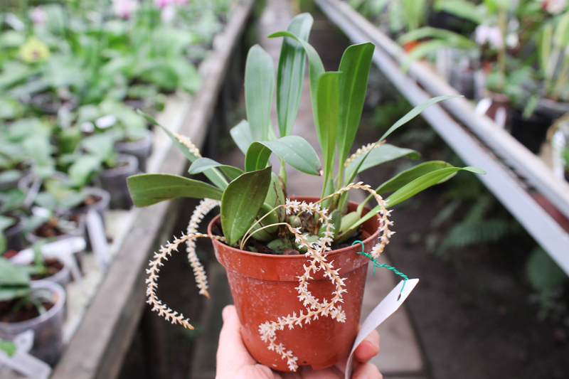 Dendrochilum curanii.jpg