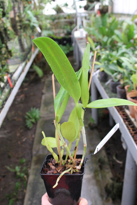 Laelia purpurata rubra flamea 'Osorio' x Cattleya leopoldii 'Marrom Glace'.jpg