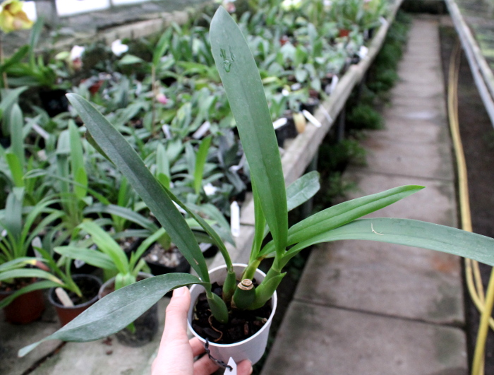 Epidendrum Green Hornet x Epicattleya Miva Etoile Noire.JPG