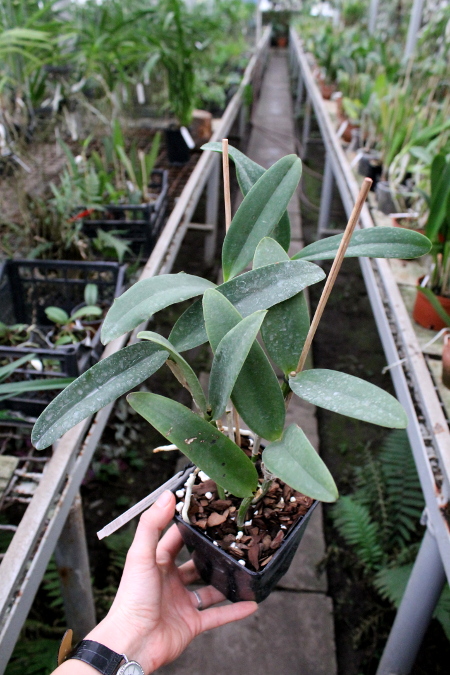 Cattleya Green Emerald 'Orchid Queen' (Cattleya Elizabeth Mahon x Cattleya Thospol Spot).JPG