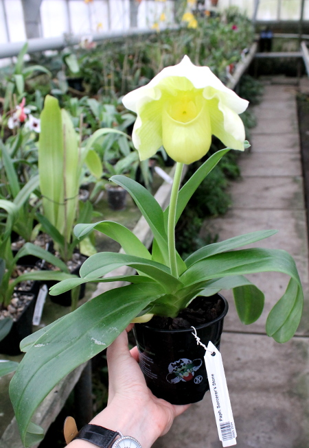 Paphiopedilum Sorcerer's Stone.JPG