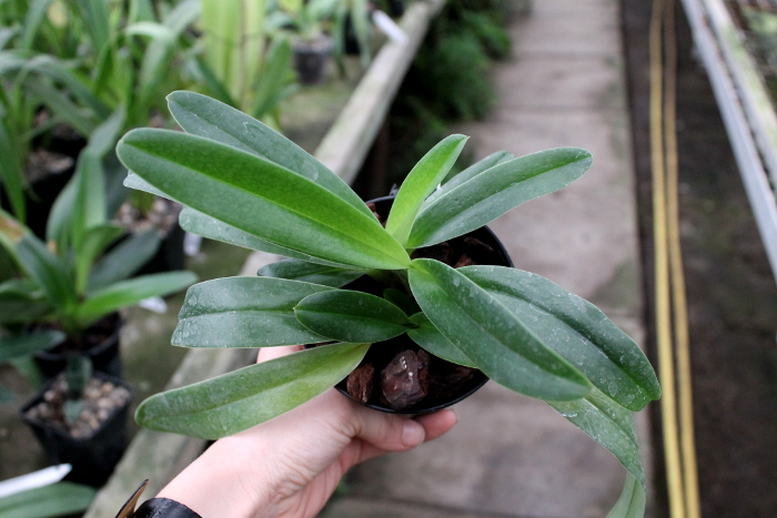Paphiopedilum Rosy Dawn.JPG
