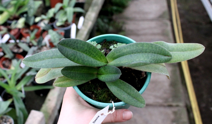 Paphiopedilum delenatii x Paphiopedilum Deena Nicol 'In-Charm'.JPG