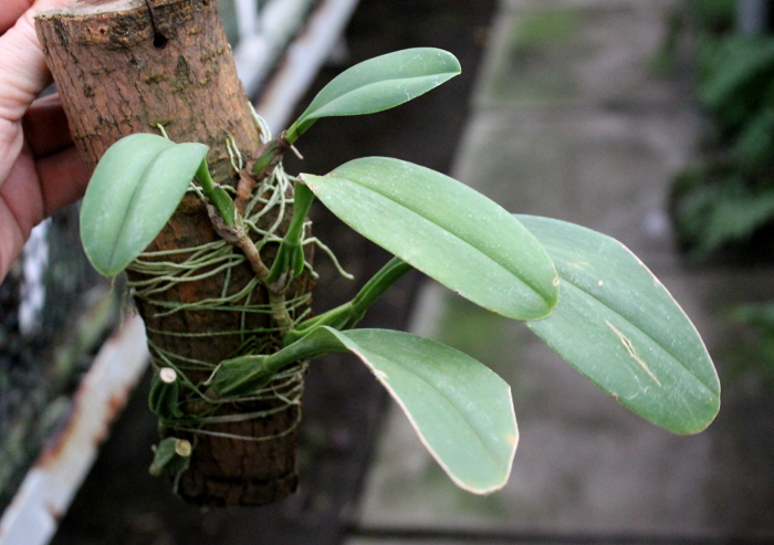 Bulbophyllum antenniferum.JPG