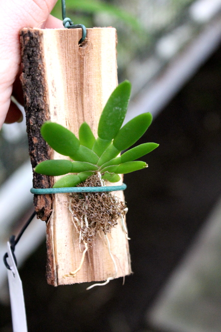Ornithocephalus gladiatus.JPG