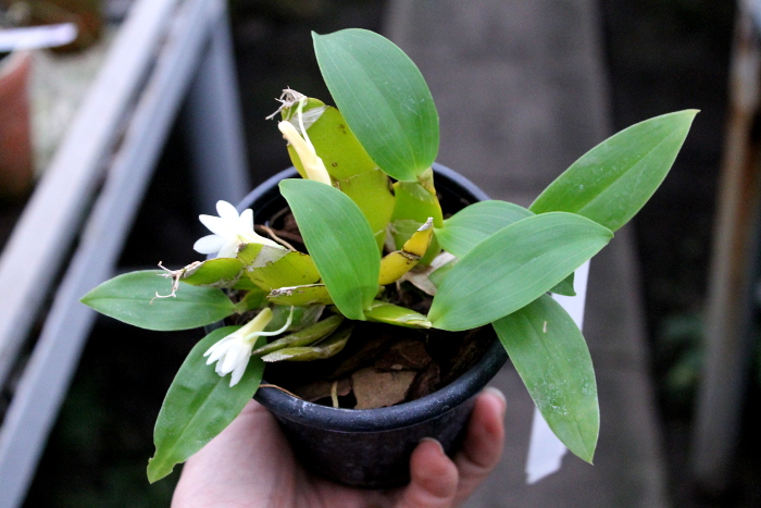 Dendrobium platycaulon.JPG