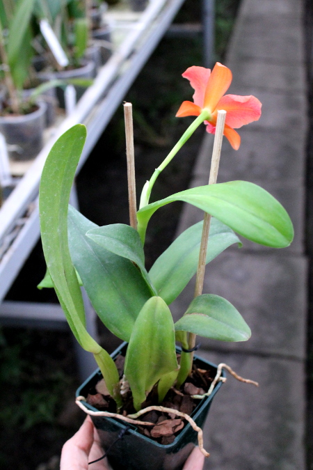 Potinara Orglade's Tradition 'Sunset'(Brassolaeliocattleya Bouton D'Or x Sophrolaeliocattleya Hazel Boyd)2.JPG