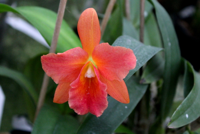 Potinara Orglade's Tradition 'Sunset'(Brassolaeliocattleya Bouton D'Or x Sophrolaeliocattleya Hazel Boyd).JPG