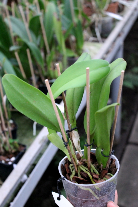 Brassolaeliocattleya Emily Simmons 'Mendenhall'.JPG