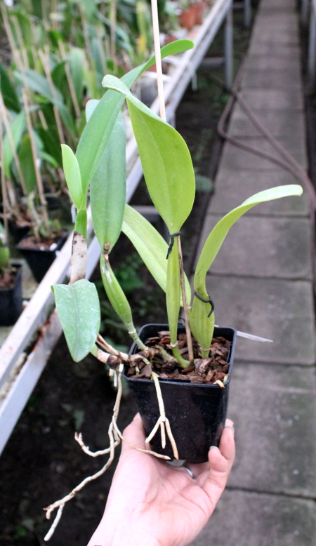 Cattleya schroederae albescens x Cattleya schroederae alba.JPG