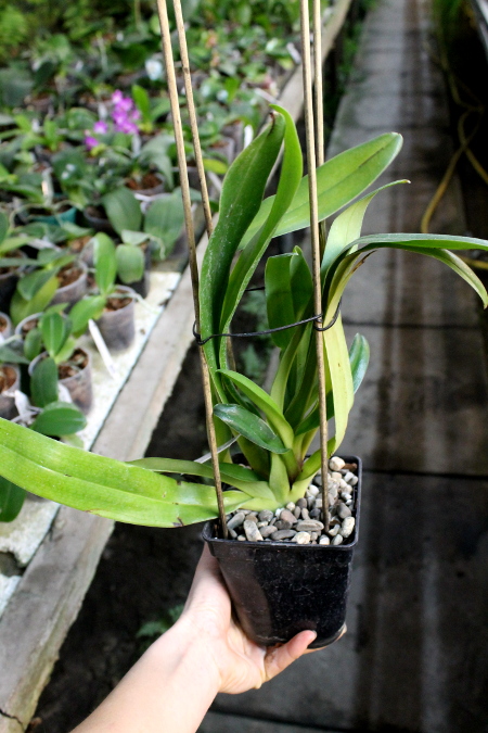 Paphiopedilum In-Charm Lady (Lady Isabel 'In-Charm' x Paphiopedilum moqueateanum 'In-Charm').JPG