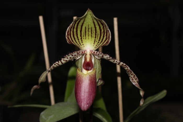 Paphiopedilum In-Charm Lady (Lady Isabel 'In-Charm' x Paphiopedilum moqueateanum 'In-Charm')2.JPG