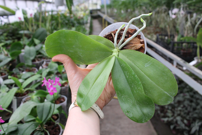 Phalaenopsis (Jennifer Palermo C-1 type x Ld's Bear Queen) 'flava'.jpg