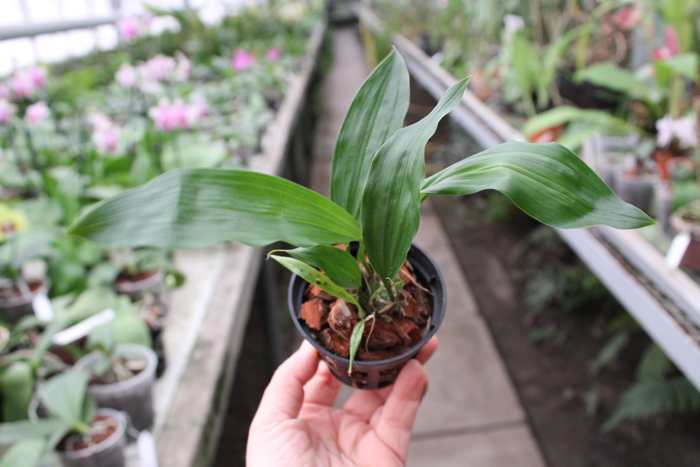 Stanhopea tigrina.jpg