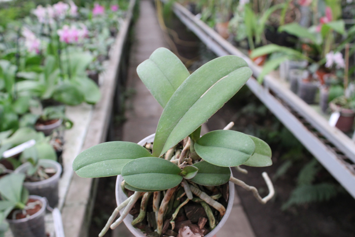 Doritaenopsis Lius Sakura.jpg