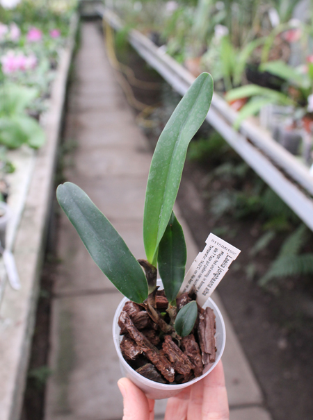 Laelia jongheana alba.jpg