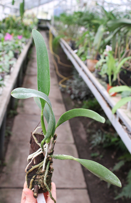 Laelia jongheana alba (Z-88) x Laelia jongheana suavissima.jpg