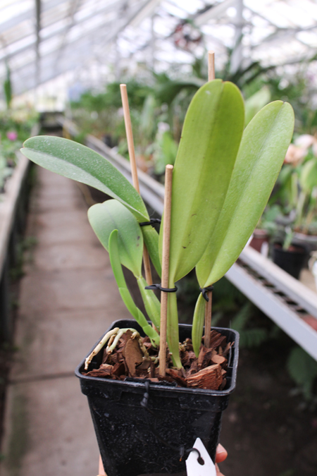 Cattleya dowiana x SELF.jpg