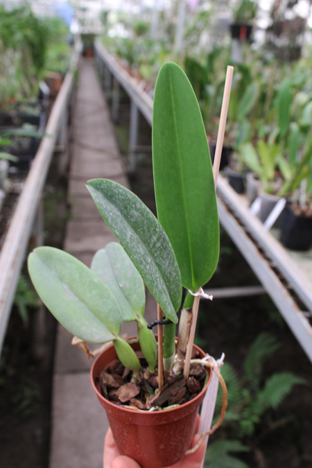 Cattleya warneri escura 'Erico' XXX x Cattleya warneri rosea 'Erico'.jpg