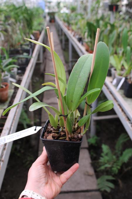 Cattleya quadricolor amesiana 'Patricia' x SELF.jpg