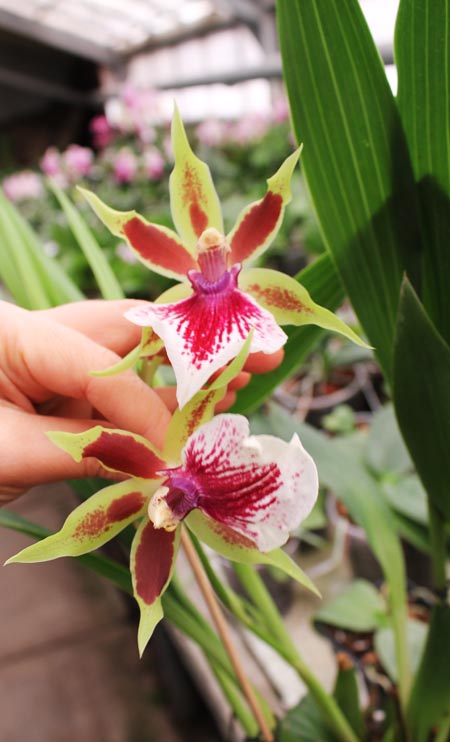 Zygopetalum hybrid.jpg