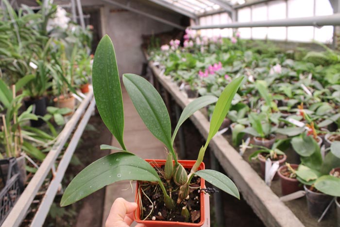 Bulbophyllum dearei.jpg