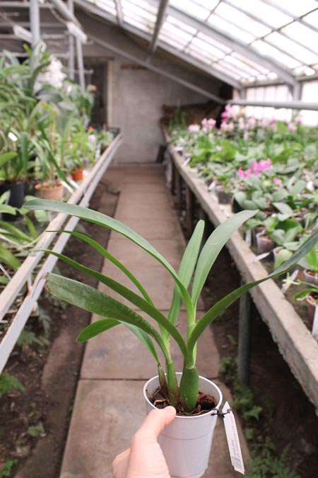 Epidendrum Green Hornet x Epicattleya Miva Etoile Noire.jpg