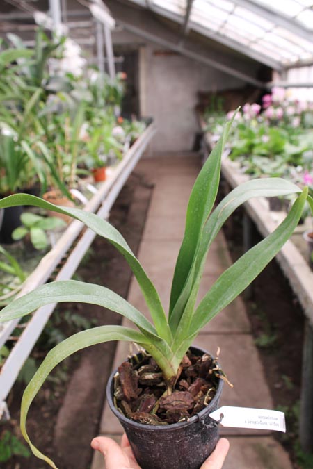 Angraecum longicalcar x sesquipedale.jpg