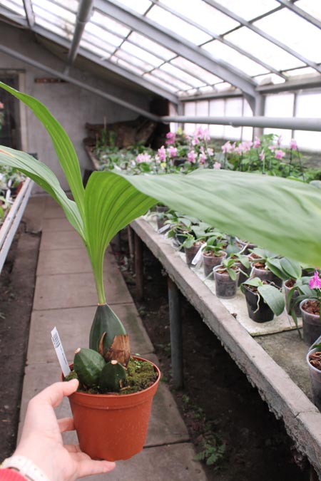 Lycaste groganii.jpg