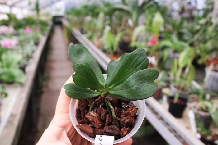 Aerangis distincta x modesta.jpg