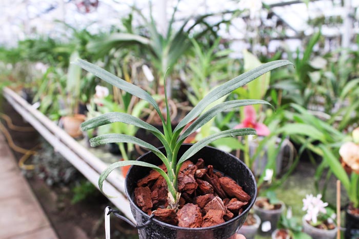 Angraecum viguieri.jpg