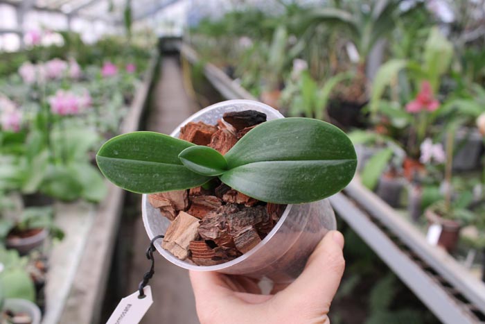 Phalaenopsis aphrodite var formosana.jpg