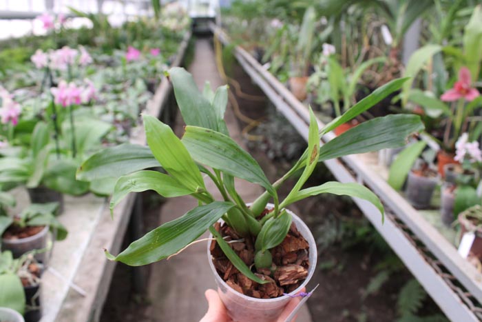 Pholidota chinensis.jpg