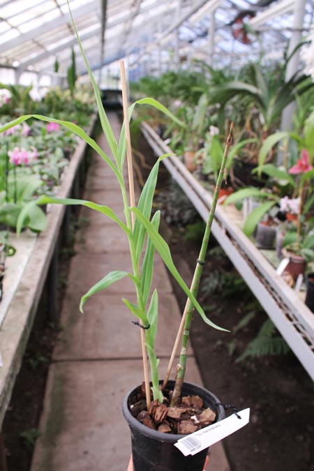 Thunia marshalliana.jpg