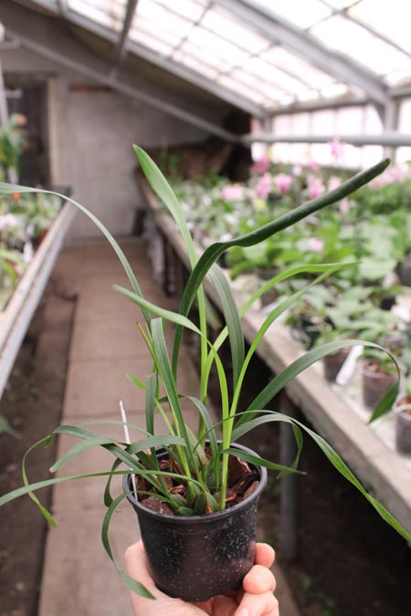 Maxillaria chrysantha.jpg