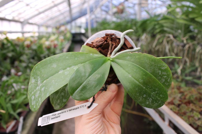 Phalaenopsis (pallens x tetraspis C1) x bastianii.jpg