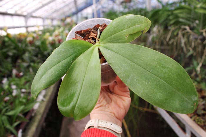 Phalaenopsis Ld's Bear King x violacea indigo.jpg