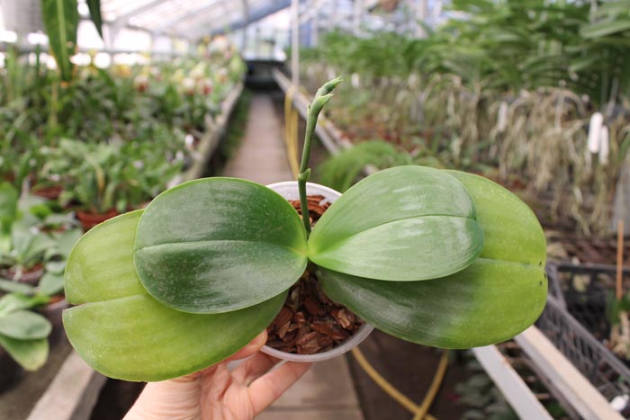 Phalaenopsis Ld's Bear King 'YK11'.jpg