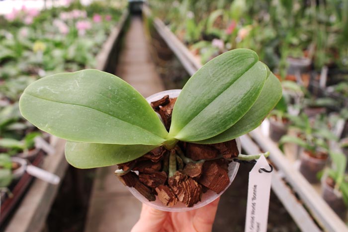 Phalaenopsis Orchid World 'Bonnie Vasquez'.jpg
