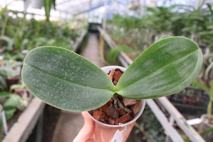 Phalaenopsis gigantea x LD's Bear King.jpg