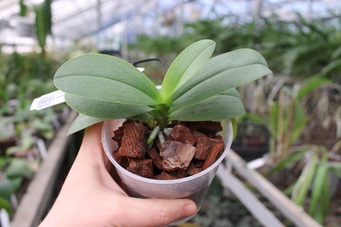 Doritaenopsis Purple Martin 'KS' x pulcherrima blue (peloric form).jpg