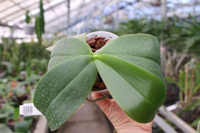 Phalaenopsis gigantea x violacea blue.jpg