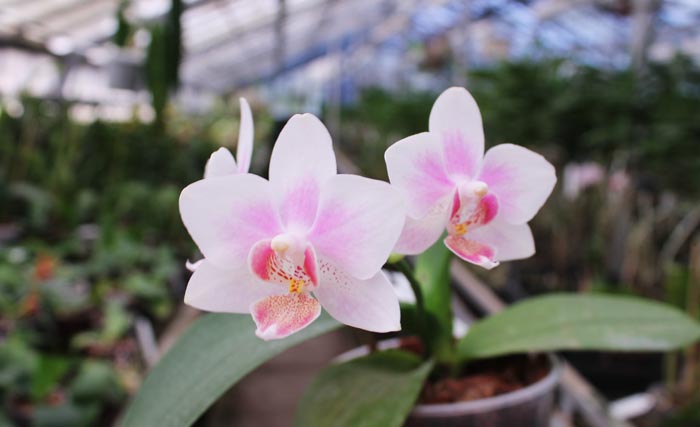 Phalaenopsis Yaphon Glad Canary (Yaphon Tris x Yungho Gelb Canary).jpg
