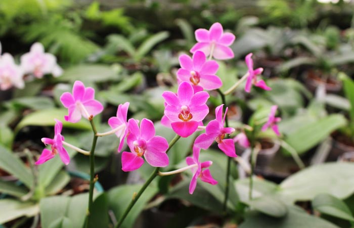 Phalaenopsis Liu's Berry 'SW'.jpg