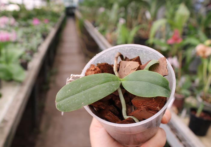 Phalaenopsis Dou-dii Rose.jpg